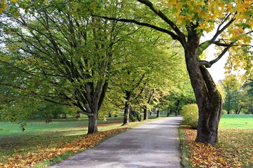 Smooth and narrow asphalt road among the trees on a sunny autumn day