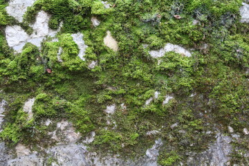 Natursteinmauer mit Pflanzen