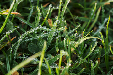The dew in the morning sun under the sun