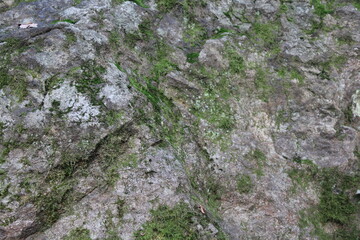 Natursteinmauer mit Pflanzen