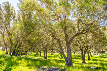 Thicket of trees on Santa Cruz Island, Channel Islands National Park, California