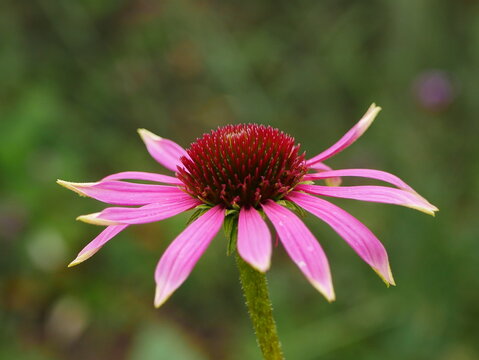 Closeup From The Side Of Pink Petals And Red Centre Of A Coneflower