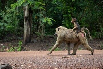 baboon on mother's back