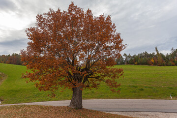 Naklejka premium Autumn colored oak in a cloudy day, Collepietra - Steinegg, South Tyrol, Italy. Concept: autumn landscape in the Dolomites