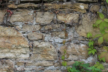 Natursteinmauer mit Pflanzen