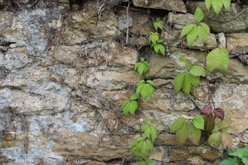 Natursteinmauer mit Pflanzen