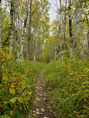 Beautiful view of a Hiking trail at Assiniboine Forest on an autumn day in Winnipeg, Manitoba, Canada