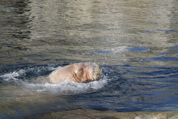 Fototapeta premium SAMSUNG CSC