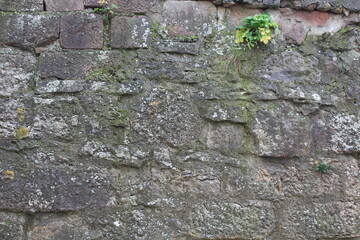 Natursteinmauer mit Pflanzen