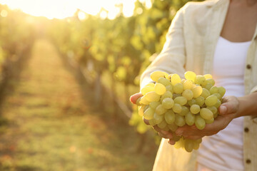 Woman holding cluster of ripe grapes in vineyard, closeup
