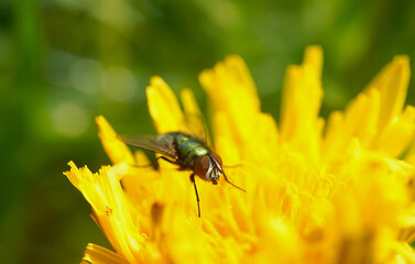 Nahansicht einer Goldfliege