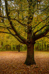 trees in autumn forest