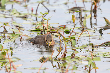 Tachybaptus ruficollis, common grebe in the river