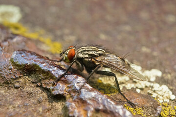 Nahansicht einer grauen Fleischfliege