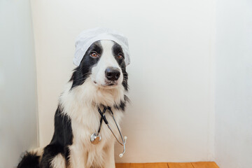Puppy dog border collie with stethoscope dressed in doctor costume on white wall background indoor. Little dog on reception at veterinary doctor in vet clinic. Pet health care and animals concept.