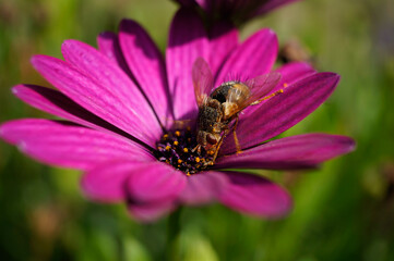 Igelfliege auf einer pinken Blume