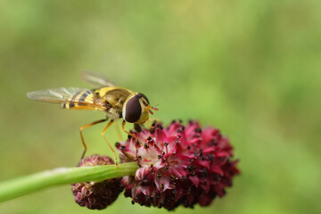 Schwebfliege auf einer Blume