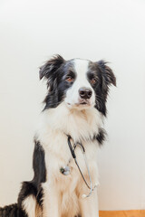 Naklejka na ściany i meble Puppy dog border collie with stethoscope on white wall background indoor. Little dog on reception at veterinary doctor in vet clinic. Pet health care and animals concept.
