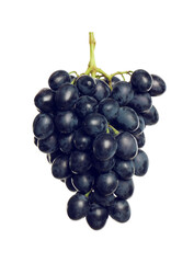 Fototapeta premium Bunch of fresh ripe juicy dark blue grapes isolated on white