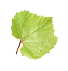 Fresh green grape leaf isolated on white