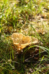 mushroom in the forest