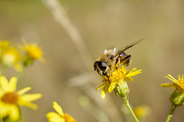 Schwebfliege auf einer Blume