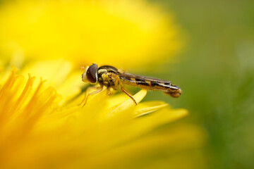 Schwebfliege auf einer Blume