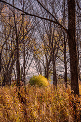 Fototapeta na wymiar trees in autumn forest
