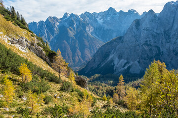 Fototapeta na wymiar beautiful panoramic mountain scenery in the Julian Alps with colorful yellow and green spruce trees and larches on a mountain ridge on a sunny day in autumn with blue skies