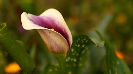 pink and yellow tulips