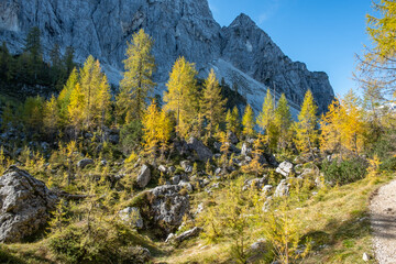 Panoramic hiking trail on a mountain top with a stunning view over the snow capped Alps covered with beautiful yellow spruce trees and larches on a sunny day in autumn 