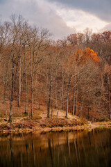 trees in autumn forest