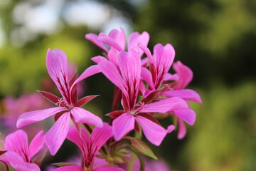 Macro de un puñado de flores diminutas de color rosa con un fondo desenfocado