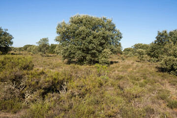 View of Holm Oaks  forest in autumn 