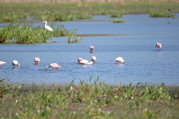 Roseata Spoonbill (Ajaia ajaja), Pantanal