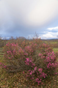 Heather plants flowered, in spring, with pink or mauve flowers, in the bush 