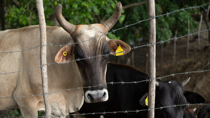 PRIMER PLANO DE VACA EN CORRAL CON ALAMBRE DE PUAS