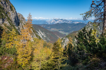 Fototapeta na wymiar beautiful panoramic mountain scenery in the Julian Alps with colorful yellow and green spruce trees and larches on a mountain ridge on a sunny day in autumn with blue skies
