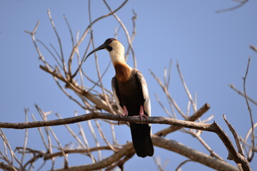 Buff - necked Ibis (Theresticus caudatus), Pantanal 