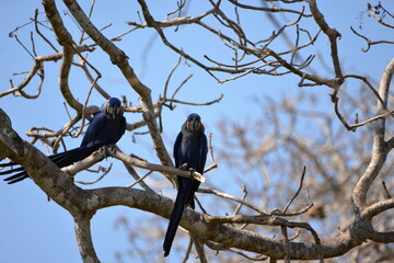 Couple of Hyacinth Macaw (Anodorhynchus hyacinthinus), Pantanal