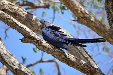 Hyacinth Macaw (Anodorhynchus hyacinthinus), Pantanal