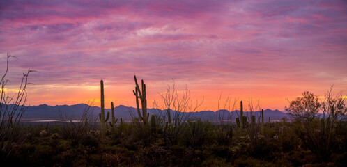A dramatic sunset close to Scottsdale Arizona hiking trail with Saguaro Cactus.