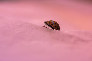 Ladybug, orange cute beetle close-up, crawling on a pink paper surface. Copy space for a text.