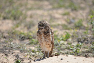 Burrowing Owl (Athene cunicularia), Pantanal