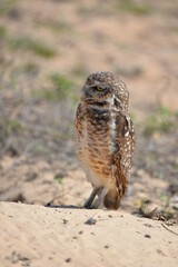 Burrowing Owl (Athene cunicularia), Pantanal