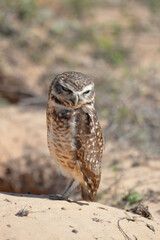 Burrowing Owl (Athene cunicularia), Pantanal