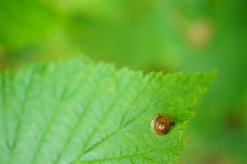 Macro photography of snail shell on leaf with copy space