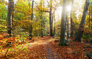 Farbenfroher Herbstwald mit Waldweg im Sonnenlicht