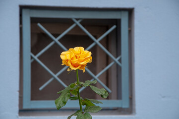 Beautiful open yellow rose flower in the garden