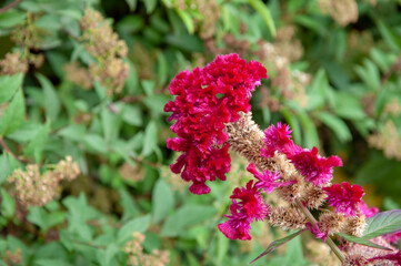 Red celosia exotic flower. Floral background. Red Cockscomb.